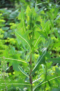 Yazın doğada yetişir Lactuca serriola