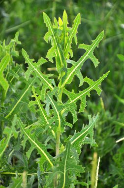 Yazın doğada yetişir Lactuca serriola