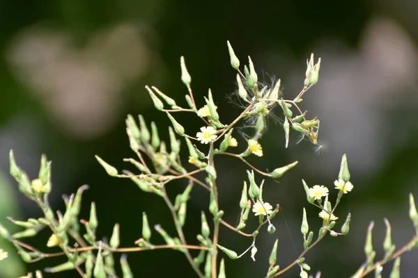 Yazın Doğada Yetişir Lactuca Serriola — Stok fotoğraf