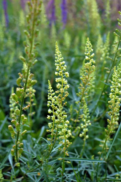 Reseda Lutea Растет Сорняк Поле — стоковое фото