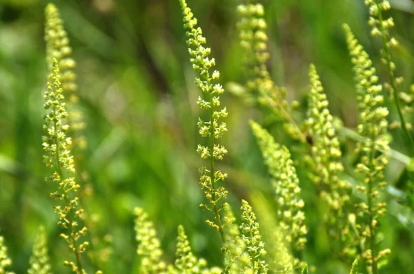 Reseda Lutea Grows Weed Field — Stock Photo, Image