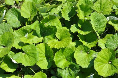 Tussilago farfara yazın vahşi doğada yetişir.