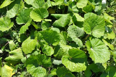 Tussilago farfara yazın vahşi doğada yetişir.