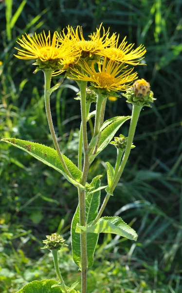 Értékes Gyógynövény Inula Helenium Vadonban — Stock Fotó