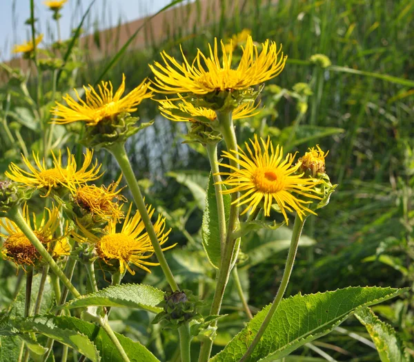 Valuable Medicinal Plant Inula Helenium Grows Wild — Foto de Stock