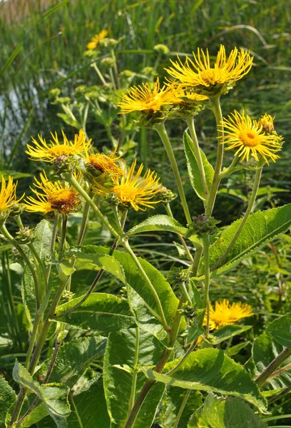 Valuable Medicinal Plant Inula Helenium Grows Wild — Foto Stock