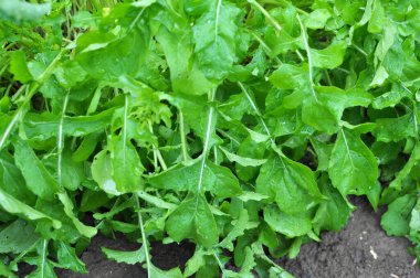 Baharatlı roka bitkisi (Eruca sativa) bahçede çiçek açar 