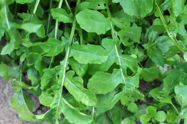 Spicy Arugula Plant Eruca Sativa Blooms Garden — Stock Photo, Image