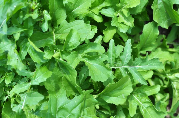 Fűszeres Arugula Növény Eruca Sativa Virágzik Kertben — Stock Fotó