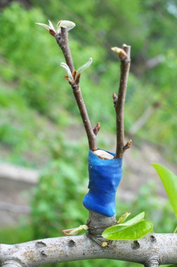 Meyve ağacının dalına yeni bir tür aşılandı.