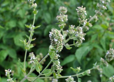 Çiçekler şifalı limon merhemi açar (Melissa officinalis)