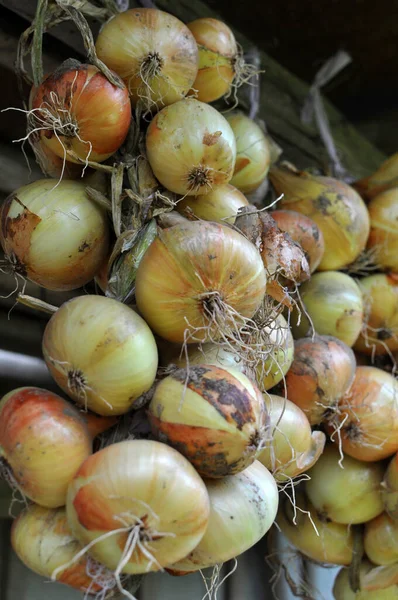 Harvested Field Crop Onion Ripening Drying — Stockfoto