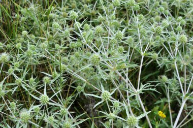 Vahşi doğada bir devedikeni yetişir Eryngium kampı