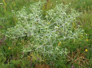 Vahşi doğada bir devedikeni yetişir Eryngium kampı