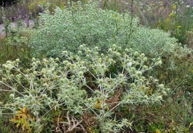 Vahşi doğada bir devedikeni yetişir Eryngium kampı