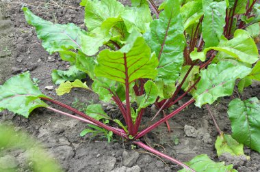 Red table beet grows in open organic soil