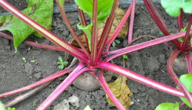 Red table beet grows in open organic soil