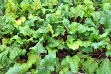 Red table beet grows in open organic soil