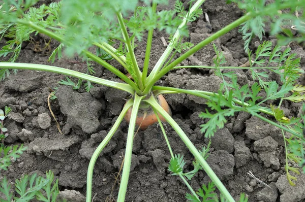 Carrots Growing Garden Open Organic Soil — Foto de Stock