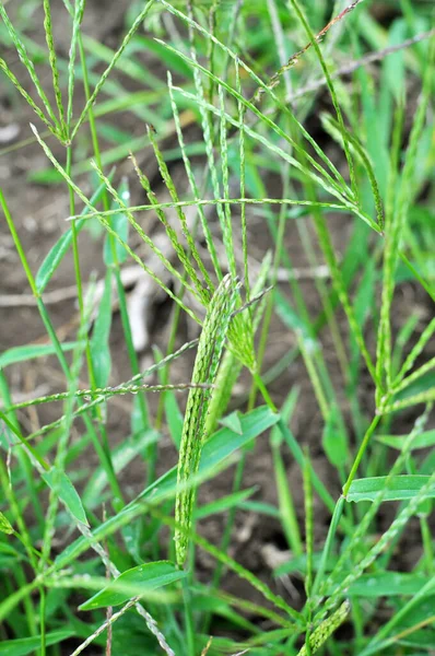 Natureza Digitaria Sanguinalis Cresce Campo Como Uma Erva Daninha — Fotografia de Stock