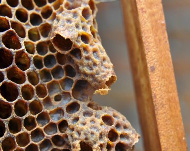 An open queen chamber from which a newborn queen bee emerged