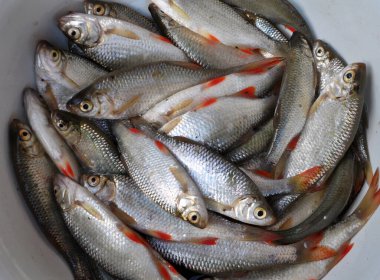 Freshly caught fish roach (Rutilus rutilus) which is the object of amateur and industrial fishing