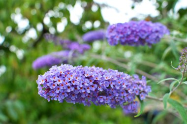 The buddleja davidii bush is blooming in the garden