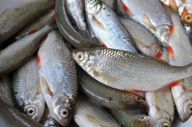 Freshly caught fish roach (Rutilus rutilus) which is the object of amateur and industrial fishing