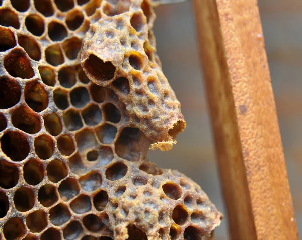 Open Queen Chamber Which Newborn Queen Bee Emerged — Stockfoto