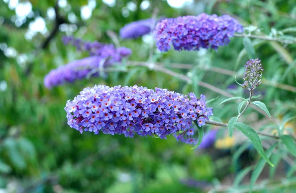 Buddleja Davidii Bush Blooming Garden — ストック写真