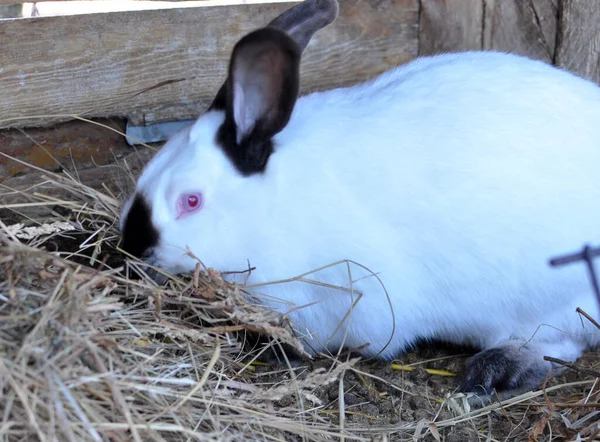 Pregnant Female Rabbit California Breed Hay Teeth Nesting Baby Birth — Stock Photo, Image