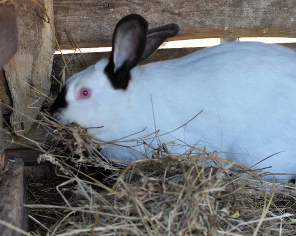 Lapin Femelle Enceinte Californie Reproduisent Avec Foin Dans Les Dents — Photo