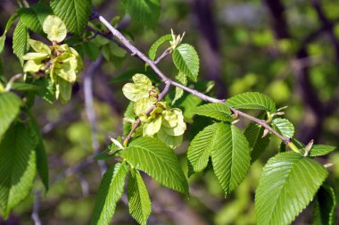 In spring, an elm grows and blooms in nature