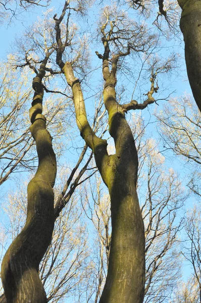 Des Charme Arbres Bois Massif Poussent Dans Forêt — Photo