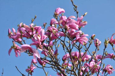 In the spring, a magnolia tree blooms in the garden