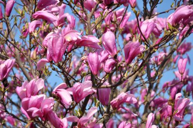 In the spring, a magnolia tree blooms in the garden
