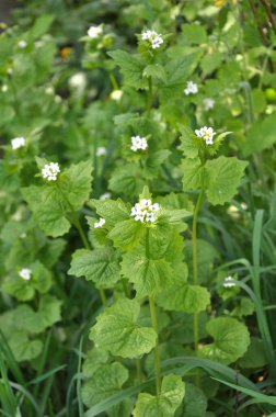 Vahşi doğada iki yılda bir yetişen sarımsaklı hardal (Alliaria petiolata)