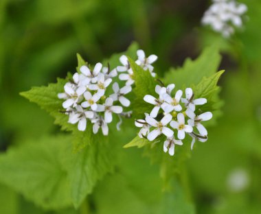 Vahşi doğada iki yılda bir yetişen sarımsaklı hardal (Alliaria petiolata)