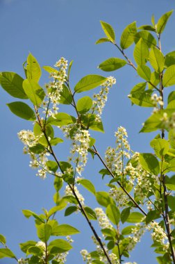 İlkbaharda, kuşkiraz ağacı (Prunus padus) doğal olarak büyür ve çiçek açar.