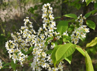 İlkbaharda, kuşkiraz ağacı (Prunus padus) doğal olarak büyür ve çiçek açar.
