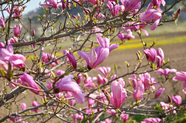 Весной Саду Цветет Дерево Магнолии — стоковое фото