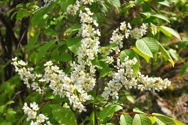 Våren Växer Fågelkörsbärsträd Prunus Padus Och Blommar Naturen — Stockfoto