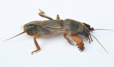 An insect pest gryllotalpa gryllotalpa, which damages a lot of plants in the soil