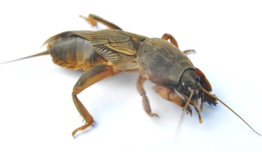 An insect pest gryllotalpa gryllotalpa, which damages a lot of plants in the soil