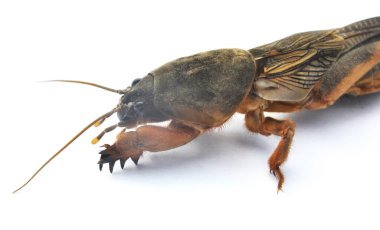 An insect pest gryllotalpa gryllotalpa, which damages a lot of plants in the soil