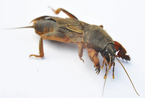 Insect Pest Gryllotalpa Gryllotalpa Which Damages Lot Plants Soil — 图库照片