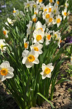 İlkbaharda, narsis (nergisler) çiçek tarhında açar..