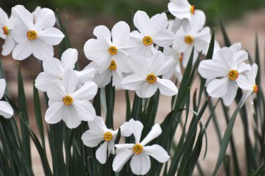 İlkbaharda, narsis (nergisler) çiçek tarhında açar..