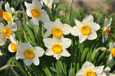 İlkbaharda, narsis (nergisler) çiçek tarhında açar..