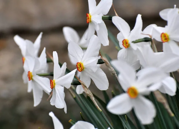 Весной Нарцисс Нарциссы Цветет Клумбе — стоковое фото